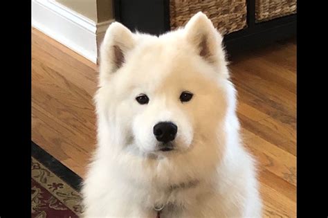 Why White Magic Samoyeds are Often More Expensive than Other Breeds